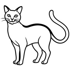  cat and mouse
