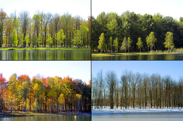 A 4 season image of a colorful autumn fall winter spring and summer scene in a park