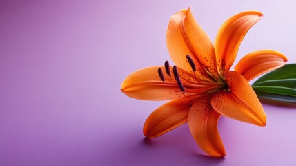 Sticker - Vibrant orange lily flower elegantly displayed on a purple background