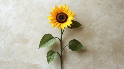 Sticker - Single vibrant sunflower standing tall against a neutral background