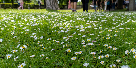 Wall Mural - daisies blooming among the green grass