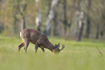 Canvas Print - A beautiful roebuck graze on the medow. capreolus capreolus. Wildlife scene with a deer. A male roe deer in the nature habitat. 