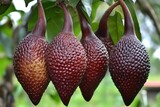 One of the main cultivars of salak pondoh