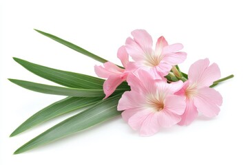 Wall Mural - Pink oleander flower with green leaf on white background