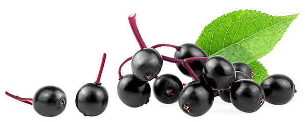 Wall Mural - Black elderberry fresh fruit with green leaves isolated on a white background. Black sambucus fruit.