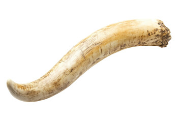 A curved horn artifact displayed against a clean background, highlighting its intricate texture isolated on transparent background