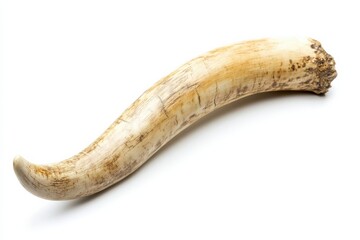 A curved horn artifact displayed against a clean background, highlighting its intricate texture isolated on transparent background