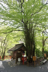 Wall Mural - 貴船神社　御神木の桂　京都市左京区