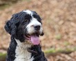 © Elvis - Adult black and white adorable Bernedoodle large mixed breed dog outdoors
