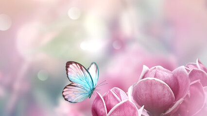 Wall Mural - spring background with blooming pink magnolia flowers and flying butterfly.