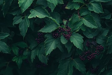 Wall Mural - elderberries nestled amongst green leaves, showing off the vibrant contrast