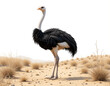 © Y. L. Photographies - Desert Giant: Ostrich