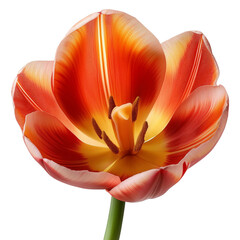 Wall Mural - tulip isolated on white background full depth of field