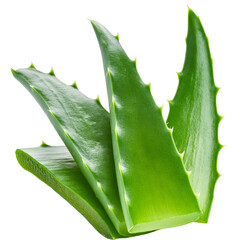 Wall Mural - aloe vera isolated on white background full depth of field