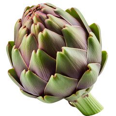 artichoke isolated on white background full depth of field