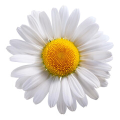 Wall Mural - chamomile flower isolated on white background full depth of field
