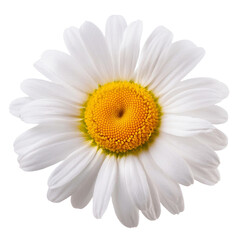 Wall Mural - chamomile flower isolated on white background full depth of field