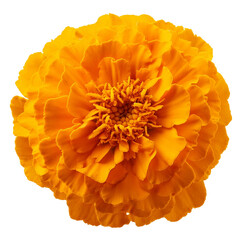 Wall Mural - marigold isolated on white background full depth of field