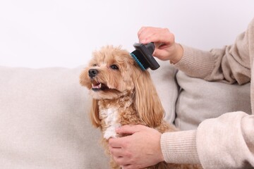 Wall Mural - Woman brushing cute Maltipoo dog on sofa at home, closeup