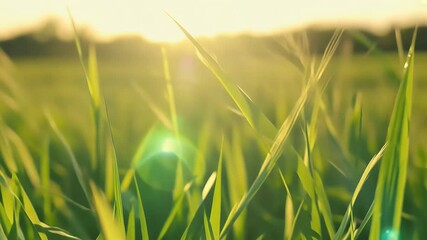 Wall Mural - Ultra HD close vibrant green grass bathed sunlight highlighting depth field soft focus summer nature concept