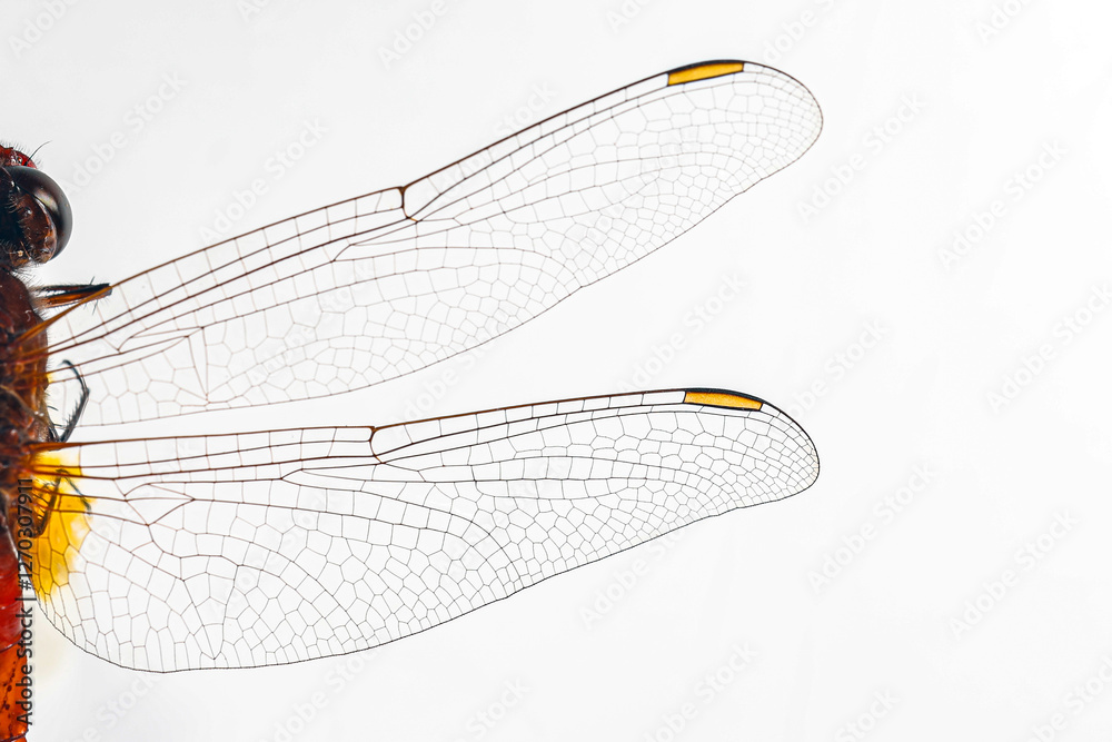 Dragonfly Features Structural characteristics and components of dragonflies in Thailand ...