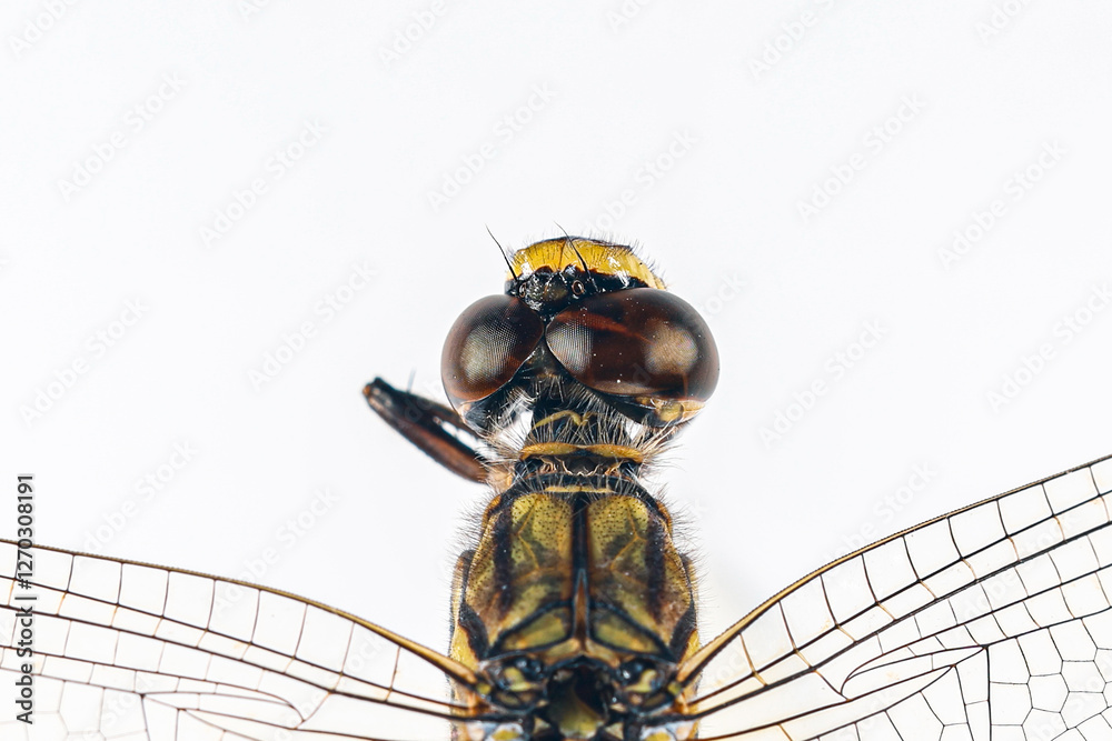 Dragonfly Features Structural characteristics and components of dragonflies in Thailand ...
