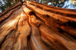 © Joesunt - Giant Redwood Majesty: An awe-inspiring upward perspective of a towering giant redwood tree, showcasing the textured bark and reaching towards the sky.