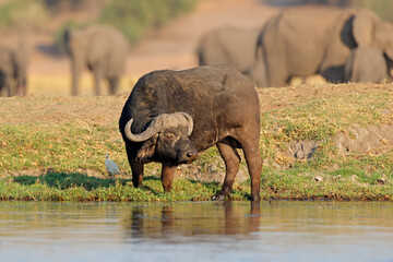 Wall Mural - an african buffalo (syncerus caffer) standing in natural habitat, chobe national park, botswana.