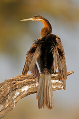 Wall Mural - african darter (anhinga rufa) perched on a branch in natural habitat, chobe national park, botswana.