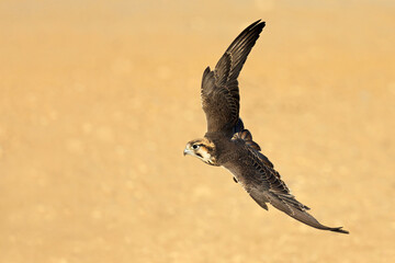 Wall Mural - a lanner falcon (falco biarmicus) in flight with outstretched wings, south africa.