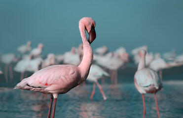 Wall Mural - Wild african bird. Pink  african flamingo on  the blue lagoon on a sunny day