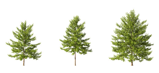 Fototapete - Realistic greenery trees collection on transparent backgrounds. 3d rendering. png format	