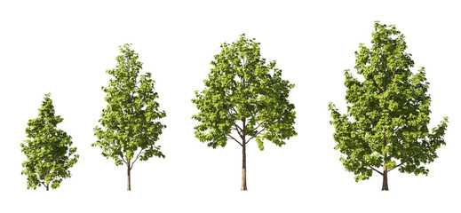 Fototapete - Realistic greenery trees collection on transparent backgrounds. 3d rendering. png format	