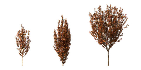 Fototapete - Realistic plants collection on transparent backgrounds. 3d rendering. png format	