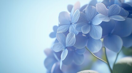 Wall Mural - Soft Blue Hydrangea Flowers with Gentle Petals Against a Light Blue Background in a Beautiful Floral Arrangement