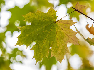 Wall Mural - Maple branches with yellow leaves in autumn, in the light of sunset.