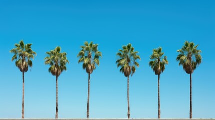 Wall Mural - sky palm tree row