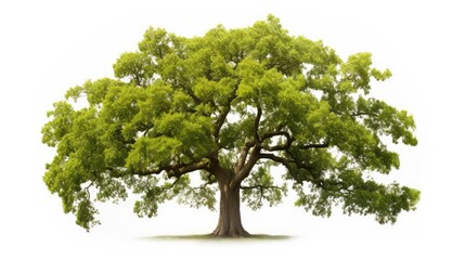 Wall Mural - leaves oak tree white background