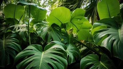 Wall Mural - tropical swiss cheese plant