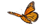 Butterfly flying isolated on transparent background