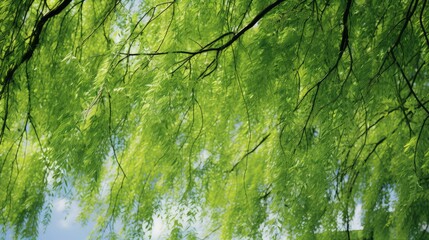 Wall Mural - canopy willow leaves