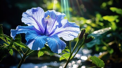 petals blue earth