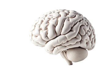 Poster - Realistic human brain model in closeup, isolated on white background. Scientific and medical concept illustration. Ai generative