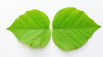 Poster - unique green leaves white background