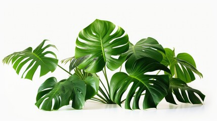 Wall Mural - leaves house plants white background