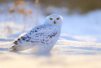 Wall Mural - Snowy owl ( bubo scandiacus ) close up