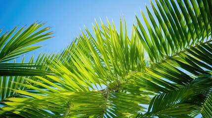 Sticker - nature palm tree leaves background