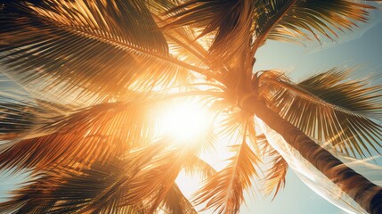 Poster - sunlight wind palm trees