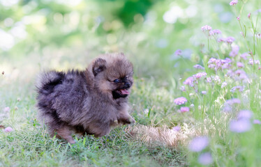 Wall Mural - puppy pomeranian in nature