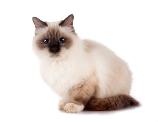 Wall Mural - birman cat in studio